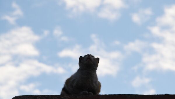 Кошка на крыше. Архивное фото - Sputnik Латвия