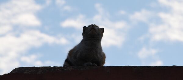 Кошка на крыше. Архивное фото Кошка на крыше. Архивное фото - Sputnik Latvija