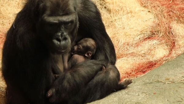 Малышка-горилла и ее мама в зоопарке Брукфилда - Sputnik Latvija