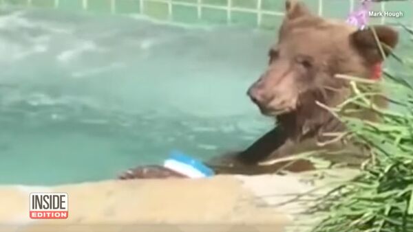В Калифорнии медведь залез в джакузи местного жителя и выпил его коктейль - Sputnik Latvija