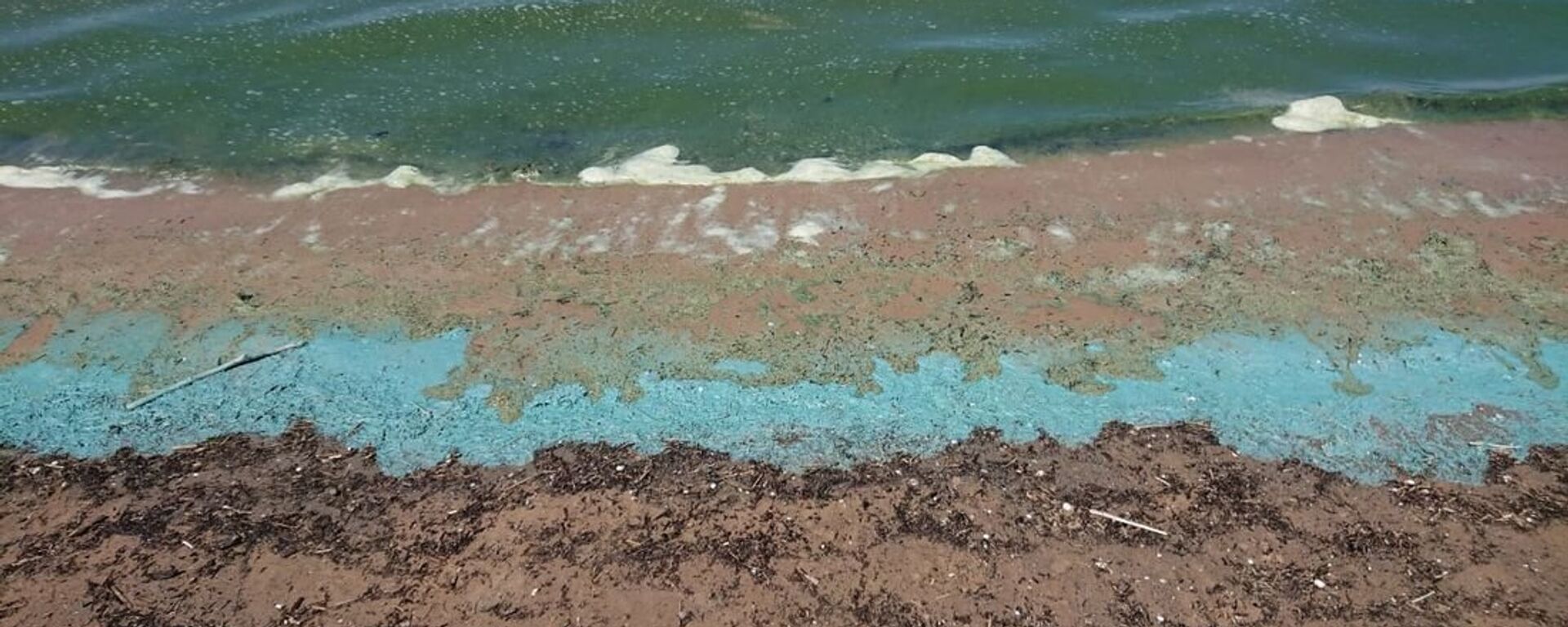 Сине-зеленые водоросли на пляже в Риге - Sputnik Латвия, 1920, 31.07.2018