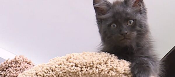 Кошка с человеческим лицом - Sputnik Латвия