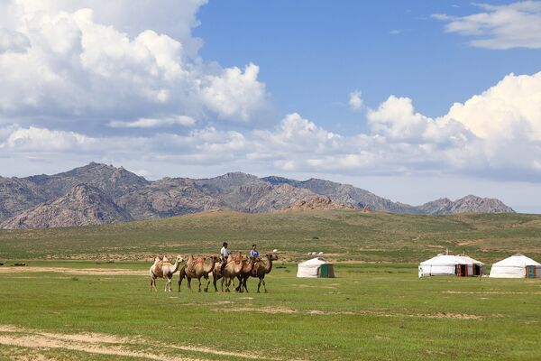 Верблюд в Элсэн Тасархай - лучшее средство передвижения - Sputnik Латвия