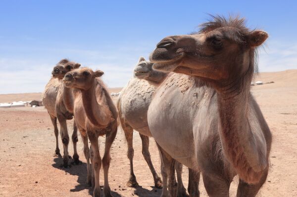Этих двугорбых верблюдов побрили весной - Sputnik Латвия