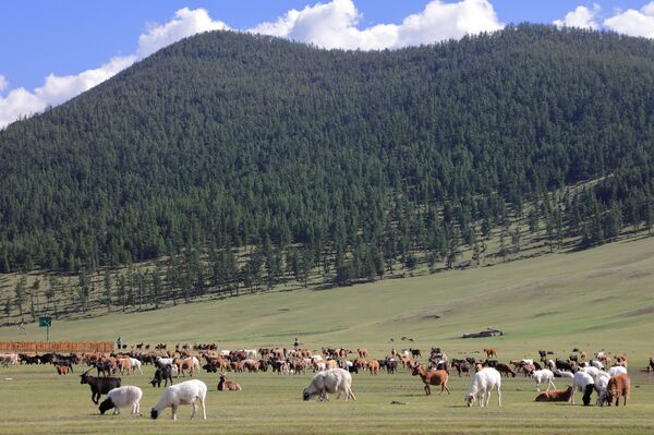 Особая порода кашемировых горных коз - Sputnik Латвия