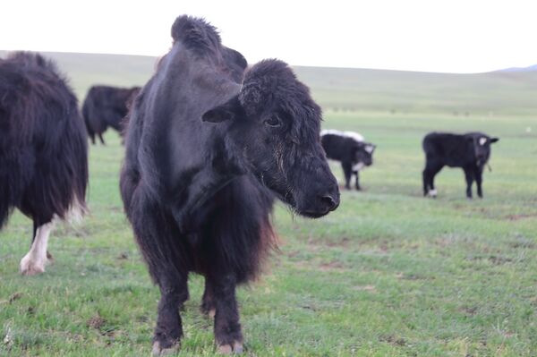 Як приносит своему хозяину настоящее богатство - Sputnik Латвия