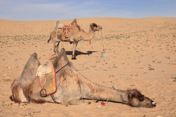 Верблюды, арендованные французскими путешественниками - Sputnik Латвия