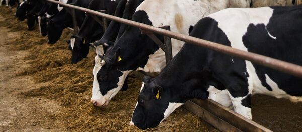 Загон с коровами. Архивное фото - Sputnik Латвия
