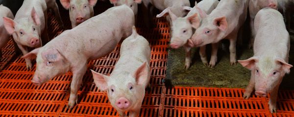 Rosināts izsludināt ārkārtas situāciju ĀCM skartajos Krimuldas un Ādažu novados. Foto no arhīva - Sputnik Latvija