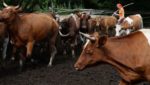 Коровы в загоне - Sputnik Латвия