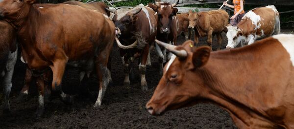 Коровы в загоне - Sputnik Латвия