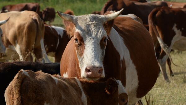 Коровы мясо-молочной породы в фермерском хозяйстве - Sputnik Латвия