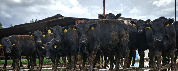 Хозяйство по выращиванию мясного крупного рогатого скота Хозяйство по выращиванию мясного крупного рогатого скота - Sputnik Латвия