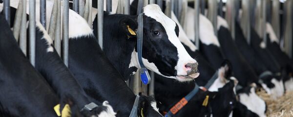 Коровы на молочно-товарной ферме - Sputnik Latvija