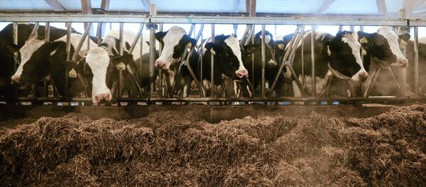 Коровы в стойле животноводческого комплекса - Sputnik Латвия