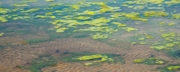 Сине-зеленые водоросли Сине-зеленые водоросли - Sputnik Latvija
