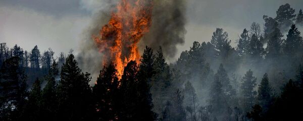 Лесной пожар - Sputnik Латвия