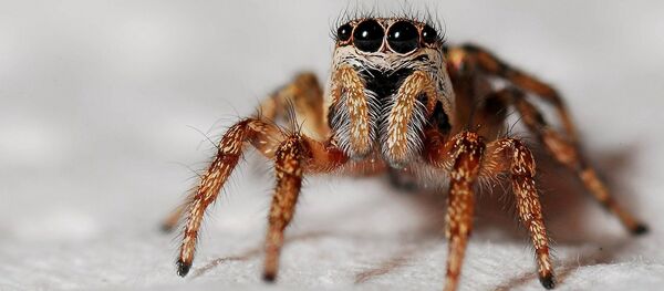 Zirnekļis - Sputnik Latvija