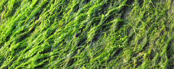 Водоросли Водоросли - Sputnik Latvija