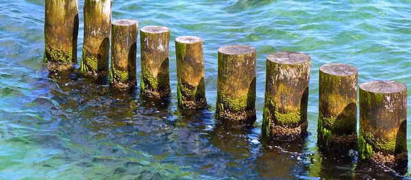 Водоросли - Sputnik Латвия