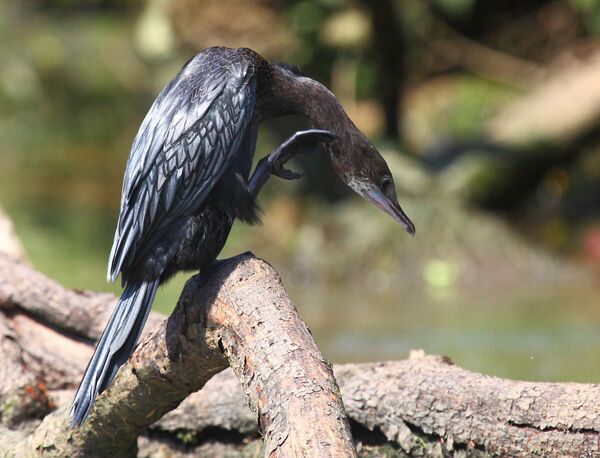 Баклан, который ни в чем не виноват - Sputnik Латвия