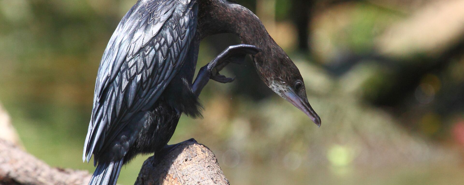 Баклан, который ни в чем не виноват - Sputnik Латвия, 1920, 13.02.2023