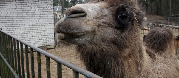 Отправка из Рижского зоопарка верблюдов и лам в Тбилисский зоопарк - Sputnik Латвия