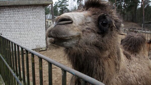 Отправка из Рижского зоопарка верблюдов и лам в Тбилисский зоопарк - Sputnik Латвия