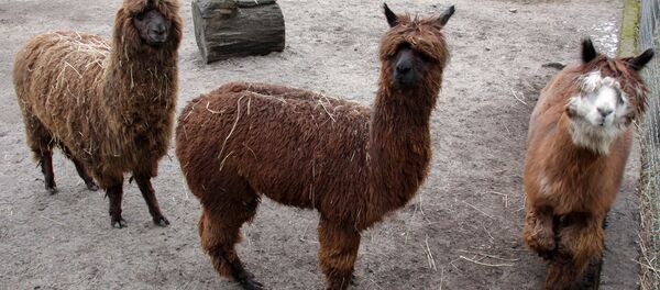 Отправка из Рижского зоопарка верблюдов и лам в Тбилисский зоопарк - Sputnik Латвия