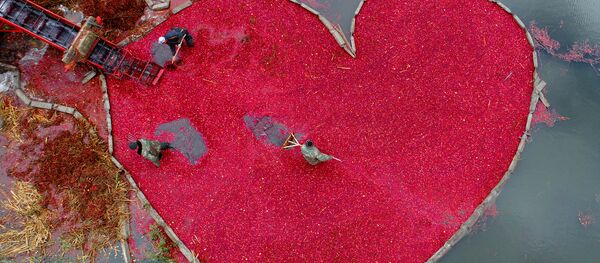 Sergeja Gapona fotogrāfija Dzērveņu sirds Sergeja Gapona fotogrāfija Dzērveņu sirds - Sputnik Latvija