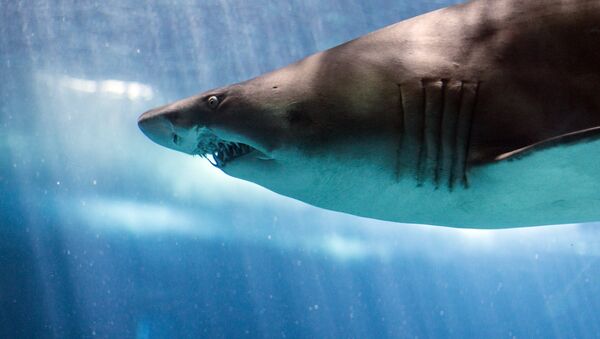 Песчаная акула - Sputnik Latvija