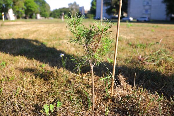 Одна из ста сосен, которые посадили активисты Общества развития Чиекуркалнса - Sputnik Латвия