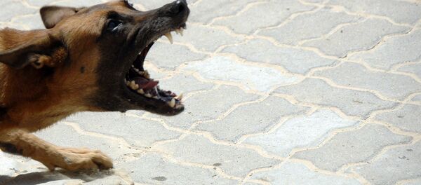 Собака - Sputnik Латвия