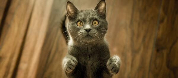 Кошка Кошка - Sputnik Latvija