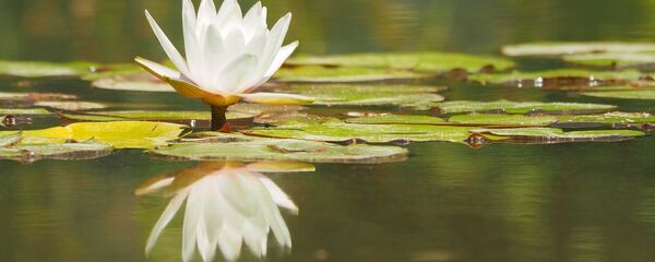 Кувшинка Кувшинка - Sputnik Latvija