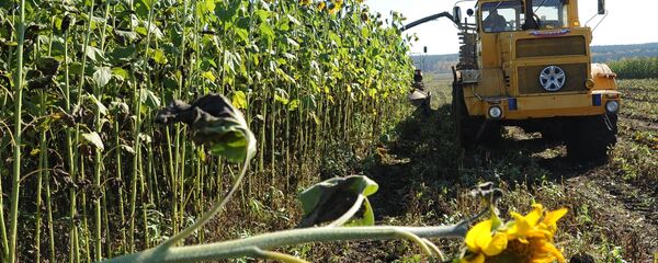 Уборка подсолнечника в Челябинской области - Sputnik Latvija