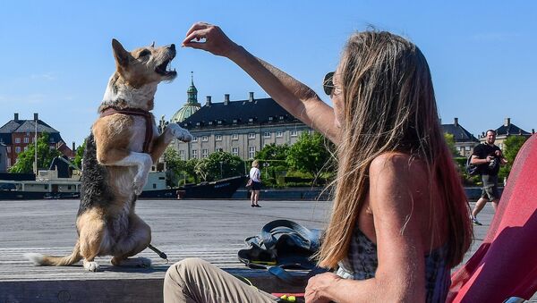 Девушка кормит собаку на набережной в Копенгагене, Дания - Sputnik Латвия