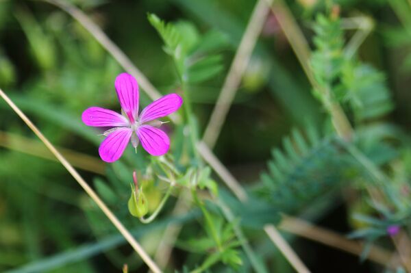 Родственник иван-чая - кипрей волосистый - Sputnik Латвия