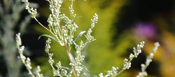 Чернобыльник - брат полыни - Sputnik Латвия