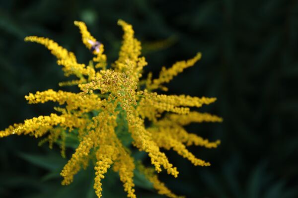 Золотарник канадский - одно из лучших растений усиливающих работу почек - Sputnik Латвия