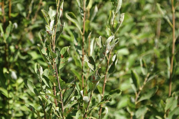 Ива, из которой можно выделить аспирин - Sputnik Латвия