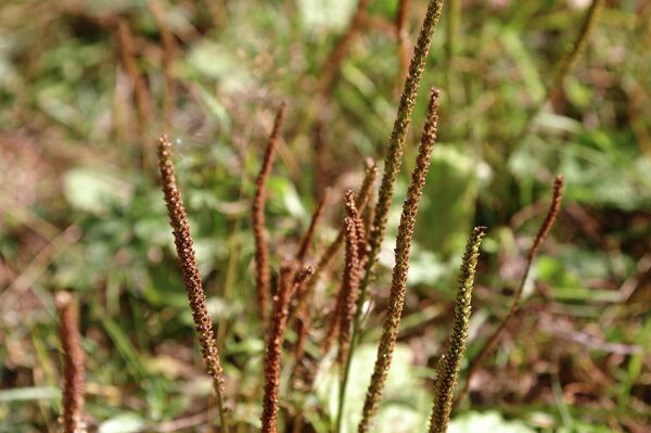 Цветы подорожника с семенами - Sputnik Латвия