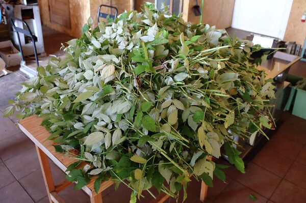 Богатый сбор листьев и веточек дикой малины - Sputnik Латвия