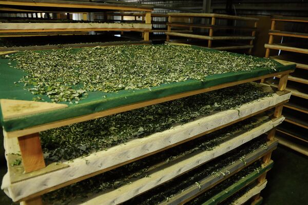 На травяном заводике Артура Терешко сохнут целебные растения - Sputnik Латвия