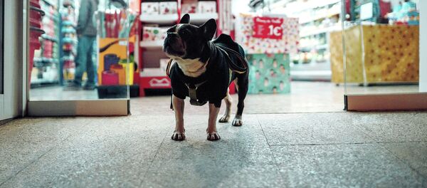 Собака у входа в магазин Собака у входа в магазин - Sputnik Latvija