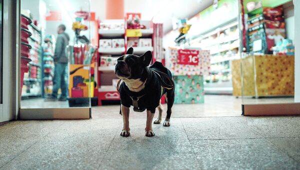 Собака у входа в магазин - Sputnik Latvija