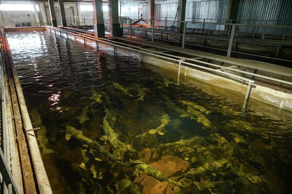 Глубоко плавает ценная рыба - Sputnik Латвия