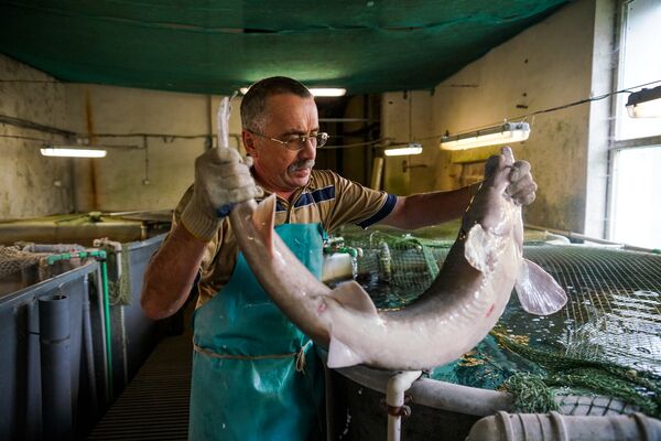 Поймать осетра к обеду - Sputnik Латвия