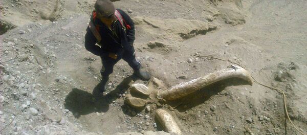 Останки мамонта в Ак-Сууйском районе Иссык-Кульской области Кыргызстана - Sputnik Латвия