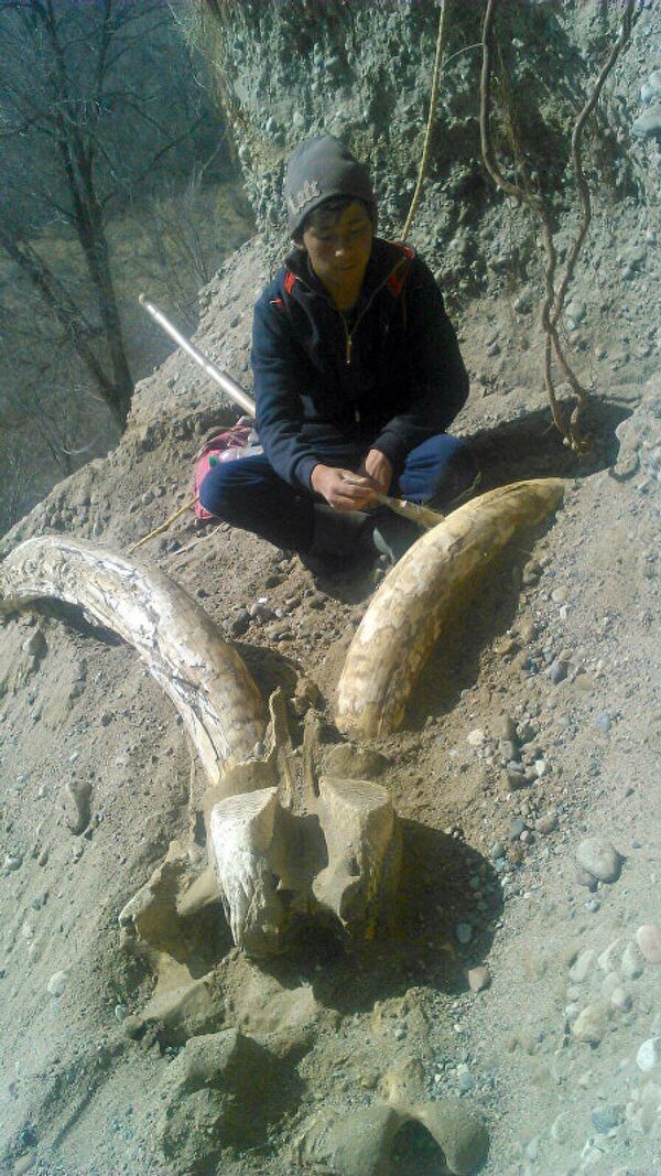 Останки мамонта в Ак-Сууйском районе Иссык-Кульской области Кыргызстана Останки мамонта в Ак-Сууйском районе Иссык-Кульской области Кыргызстана - Sputnik Латвия